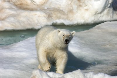 Polar bear walking across an ice floe, Svalbard Islands, Norway, 2022 (photo) by Sisse Brimberg