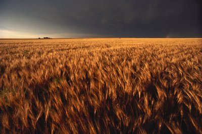 Summer Thunderstorm Approaches Wheat Field, Kansas, 2022 by Sisse Brimberg