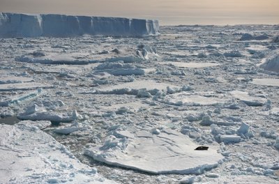 Weddell seal, Leptonychotes weddellii, resting near tabular icebergs, Antarctica, 2022 by Sisse Brimberg