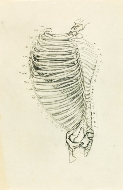 Anatomy by Solon H. Borglum
