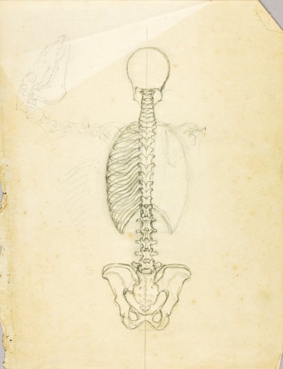 Anatomy Study by Solon H. Borglum