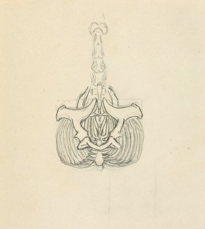 Pelvis by Solon H. Borglum