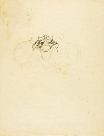 Pelvis by Solon H. Borglum