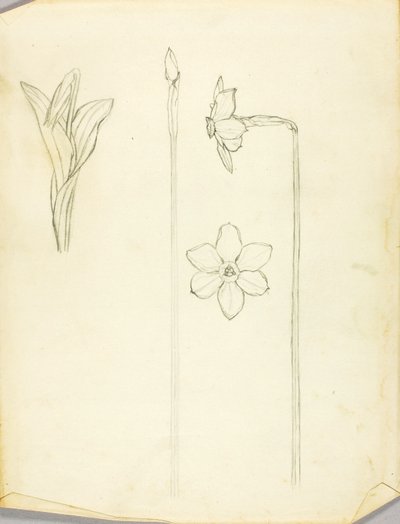 Plant Study by Solon H. Borglum