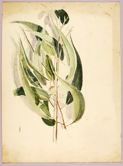 Plant Study by Solon H. Borglum