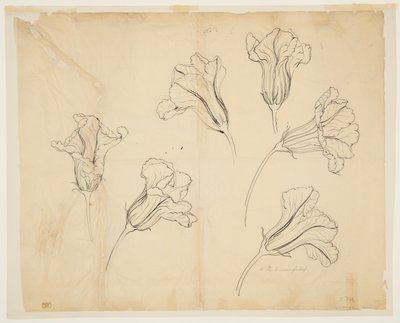 Studies of Squash or Pumpkin Blossoms by Sophia L. Crownfield