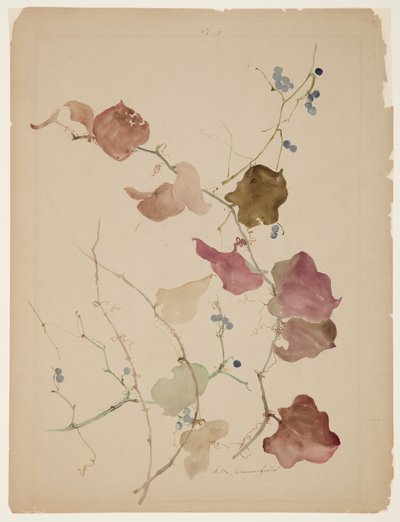 Study of Clematis Vine with Blue Berries by Sophia L. Crownfield