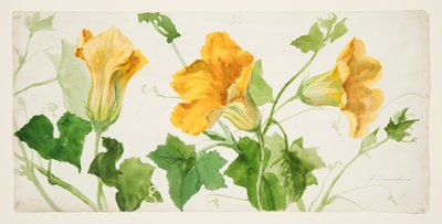 Study of Squash or Pumpkin Plants by Sophia L. Crownfield