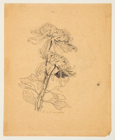 Study of Two Chrysanthemums by Sophia L. Crownfield
