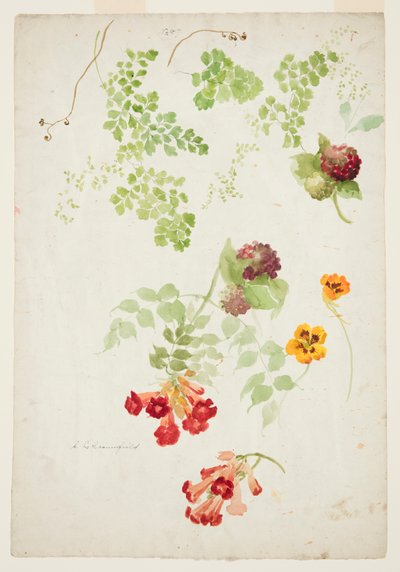 Study of Maidenhair Fern, Trumpet Vine and Nasturtium by Sophia L. Crownfield