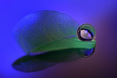 Delicate Leaf Glass Orb by Sophie Pan