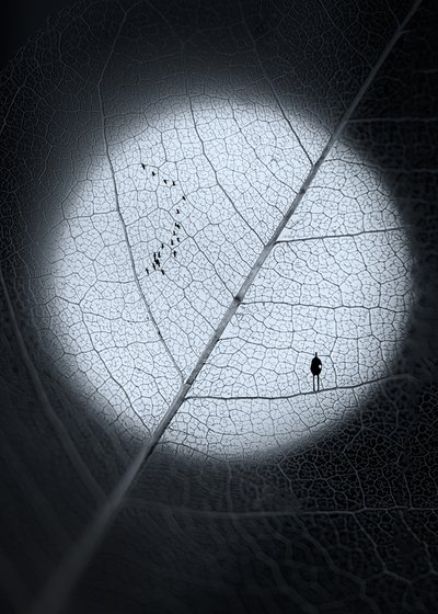 Man on Moon Leaf by Sophie Pan