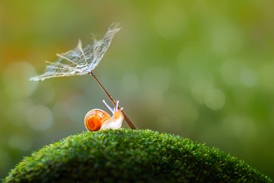 Tiny Snail Dandelion Umbrella by Sophie Pan