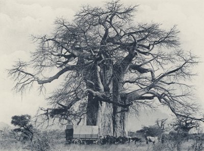 A Baobab Tree by South African Photographer