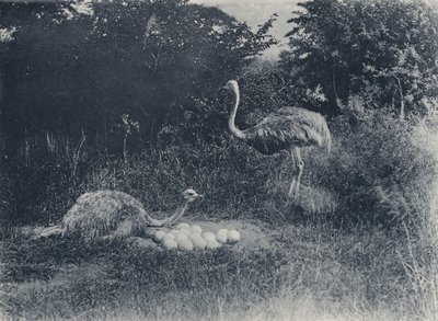 Ostriches and Eggs by South African Photographer