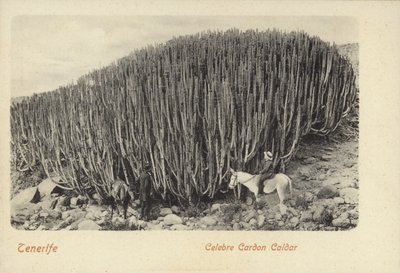 Men Viewing the Famous Cactus at Cardon in Tenerife by Spanish Photographer