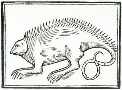 A Reptile found in the New World, from 