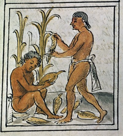 Codex of the conquest of Mexico: picking corn by Spanish School