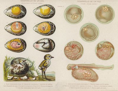 Development of birds and fish from their eggs by Spanish School