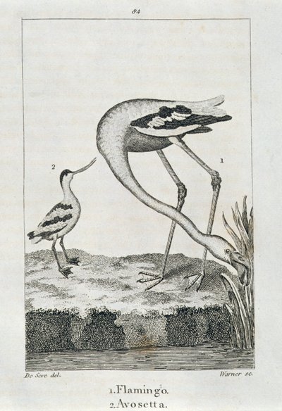 Flamingo and Avosetta, from 