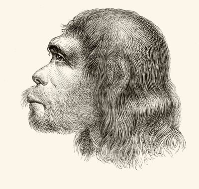 Head of a Neanderthal Man, from 
