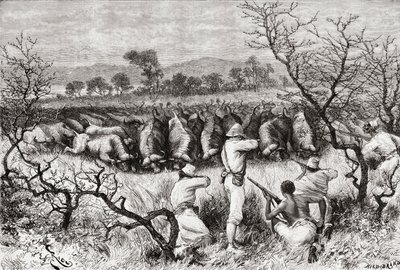 Hunting buffalo in Central Africa in the late 19th century, from 