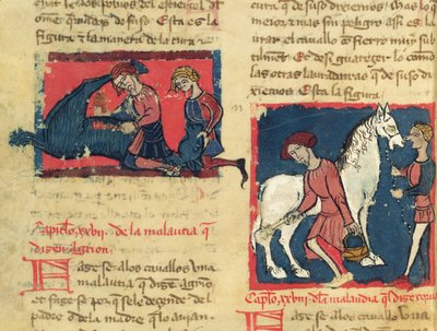 Treating a Horse with Mange, from Libro de Menescalcia y Albeyteria by Juan Alvarez by Spanish School