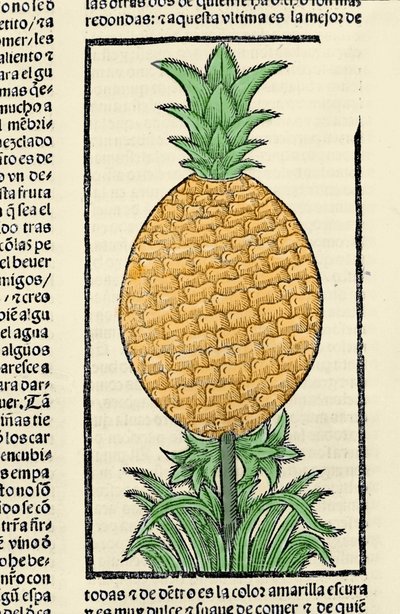 Representation of a pineapple. Engraving from the book 