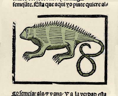 Representation of an iguana. Engraving from the book 