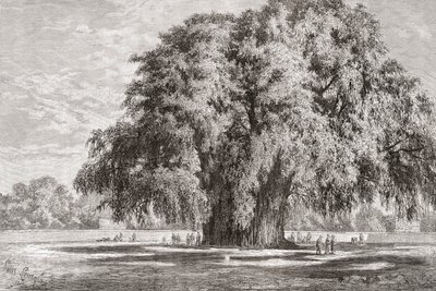The Tule Tree at Santa María del Tule by Spanish School