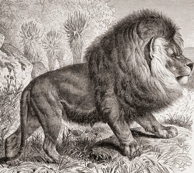 The Cape Lion, Now Extinct, from 