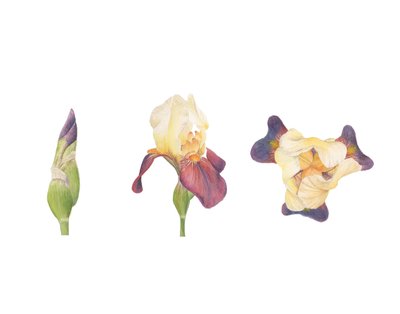 Bearded Iris by Stacy Hsu