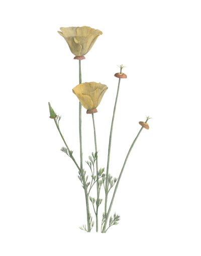 California Poppy by Stacy Hsu