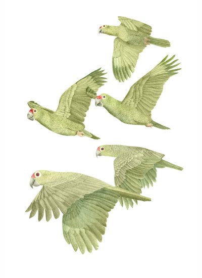 Costa Rica Red Lored Parrots by Stacy Hsu