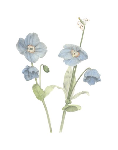 Himalayan Blue Poppy by Stacy Hsu