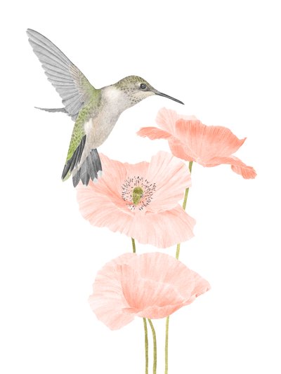 Hummingbird Garden by Stacy Hsu