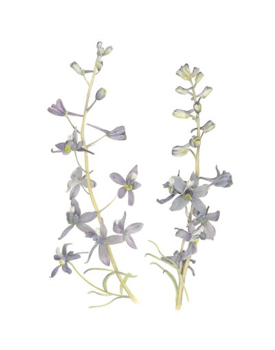 Larkspur by Stacy Hsu