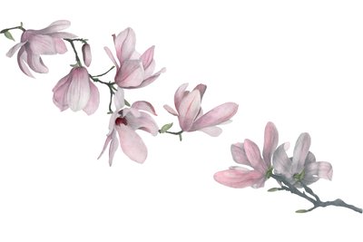 Magnolia by Stacy Hsu
