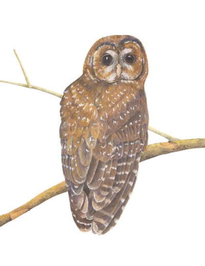 Northern Spotted Owl by Stacy Hsu
