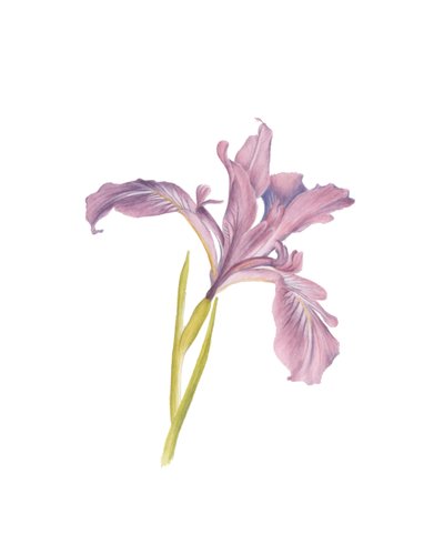 Portrait of an Iris by Stacy Hsu