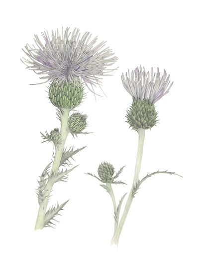 Thistle by Stacy Hsu