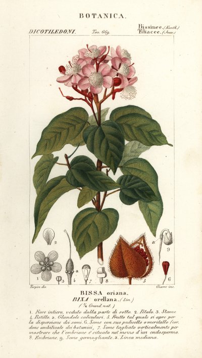 Achiote or lipstick tree, Bixa orellana by Stanghi Stanghi