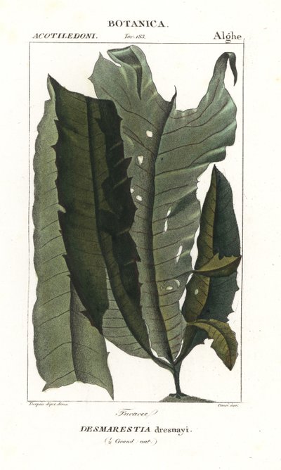 Acid Weed or Mermaid’s Hair, Desmarestia dresnayi by Stanghi Stanghi