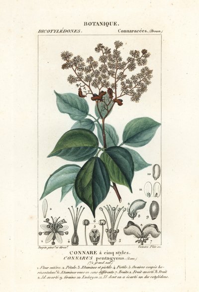 Agelaea pentagyna by Stanghi Stanghi