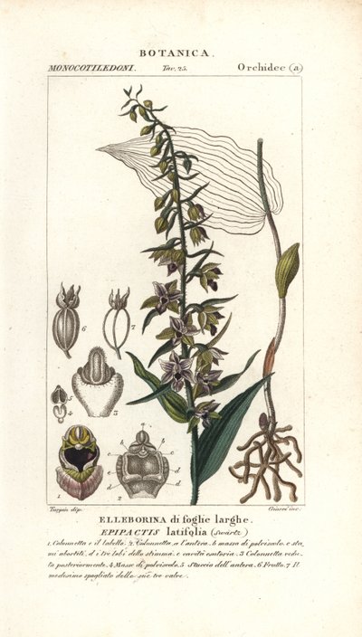 Broad-leaved Helleborine Orchid, Epipactis Helleborine by Stanghi Stanghi