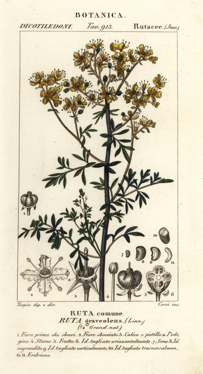 Common rue or herb of grace, Ruta graveolens by Stanghi Stanghi