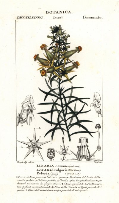 Common Toadflax or Yellow Toadflax by Stanghi Stanghi