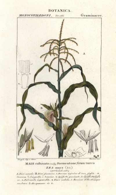 Corn or maize, Zea mays by Stanghi Stanghi