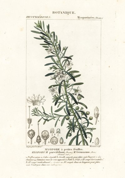 Creeping boobialla, Myoporum parvifolium by Stanghi Stanghi