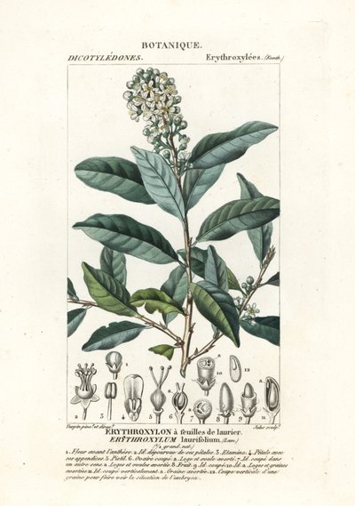 Erythroxylum laurifolium by Stanghi Stanghi